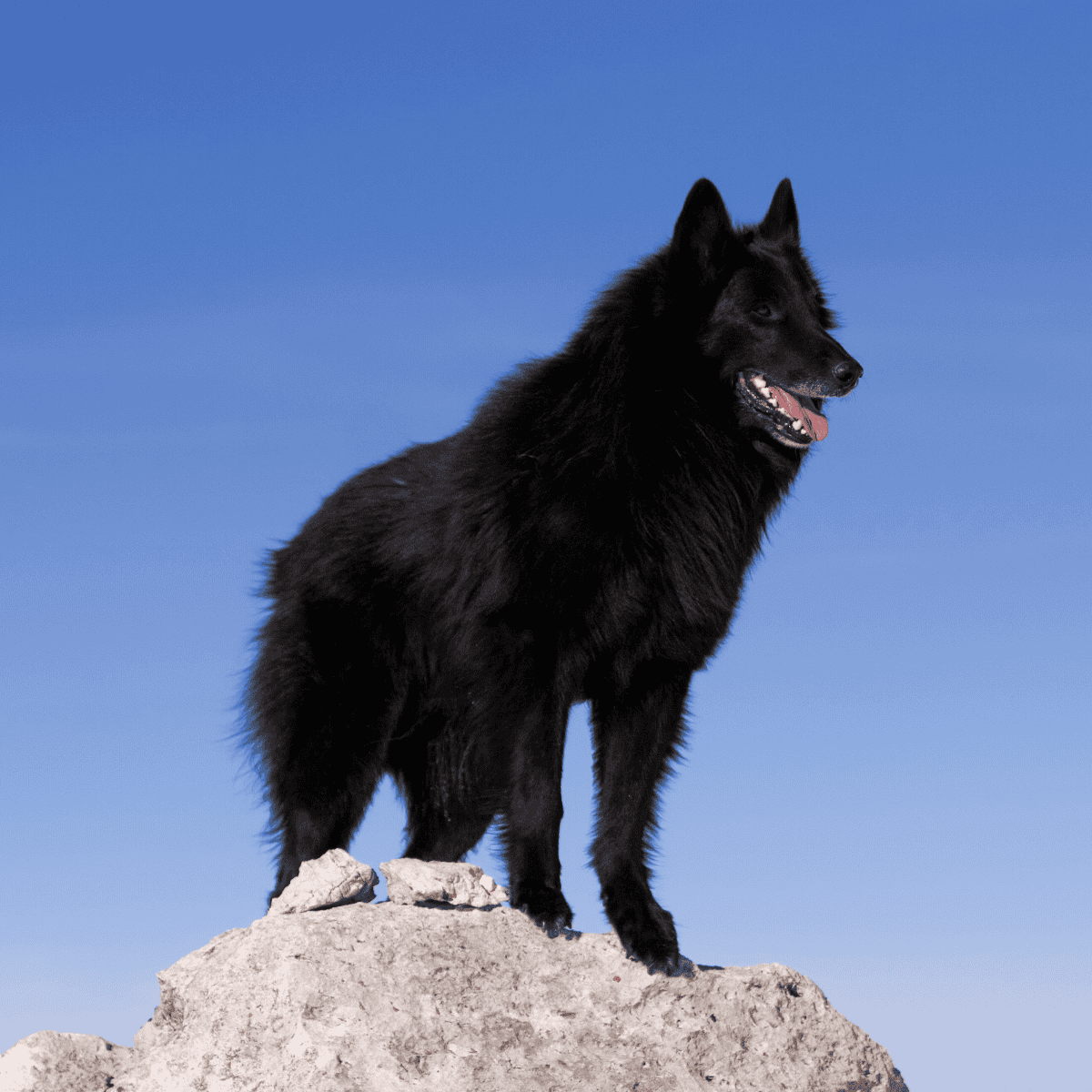 Black Belgian Sheepdog on rocky peak against blue sky.