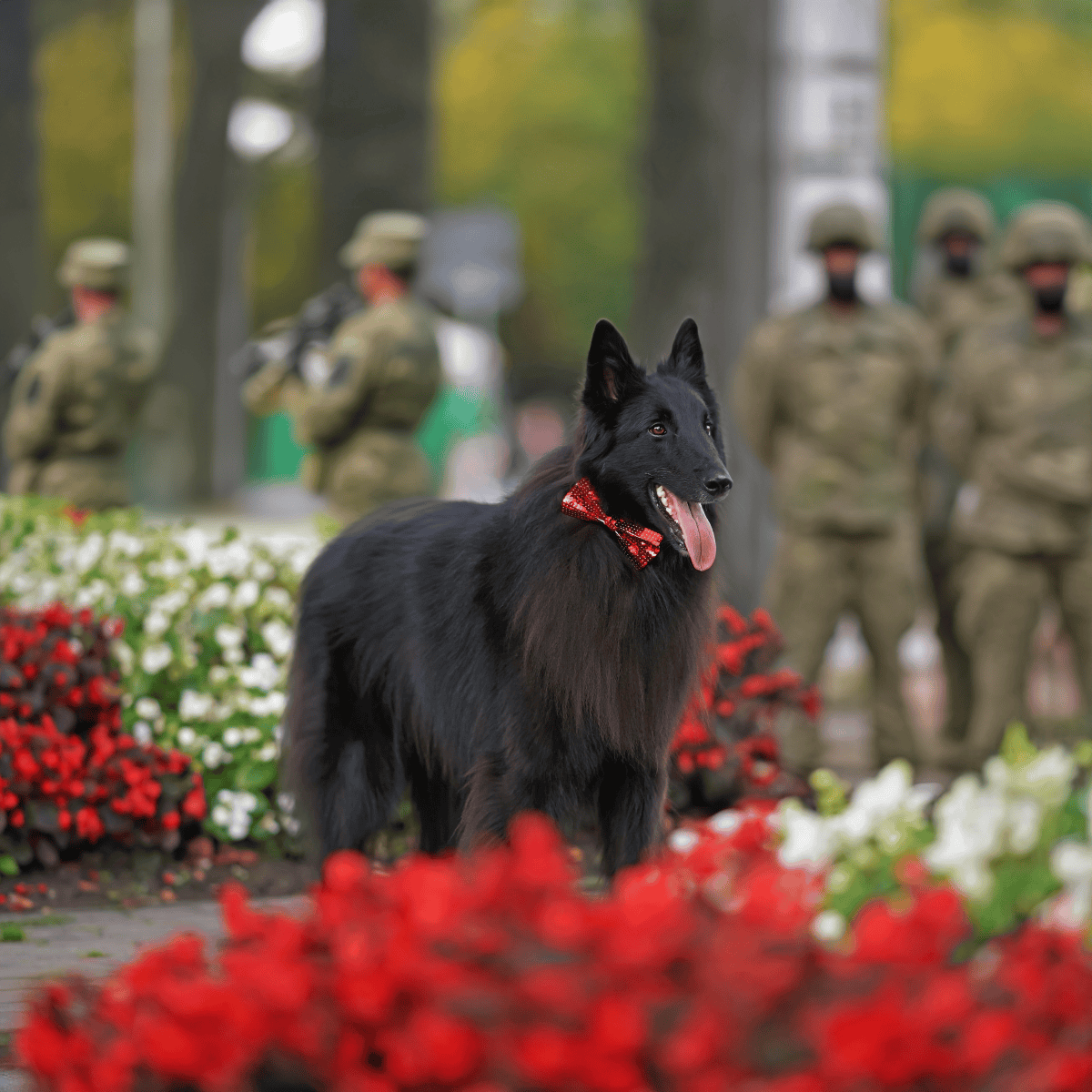 Belgian Sheepdogs Have Served Along with Armed Forces