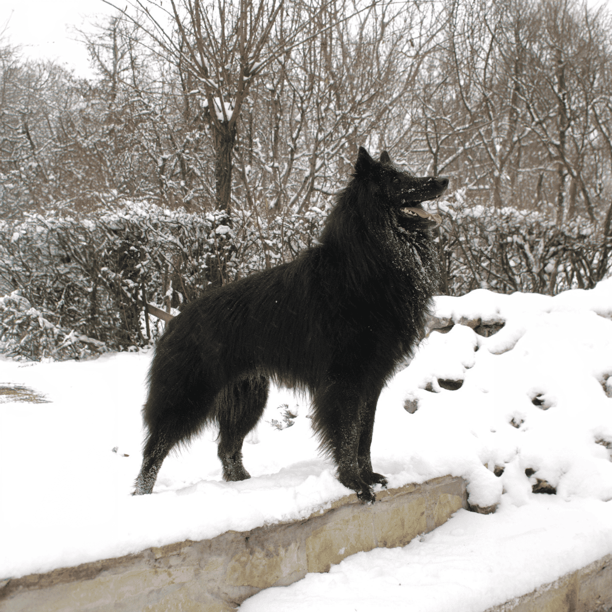 Belgian Sheepdogs are Always Black