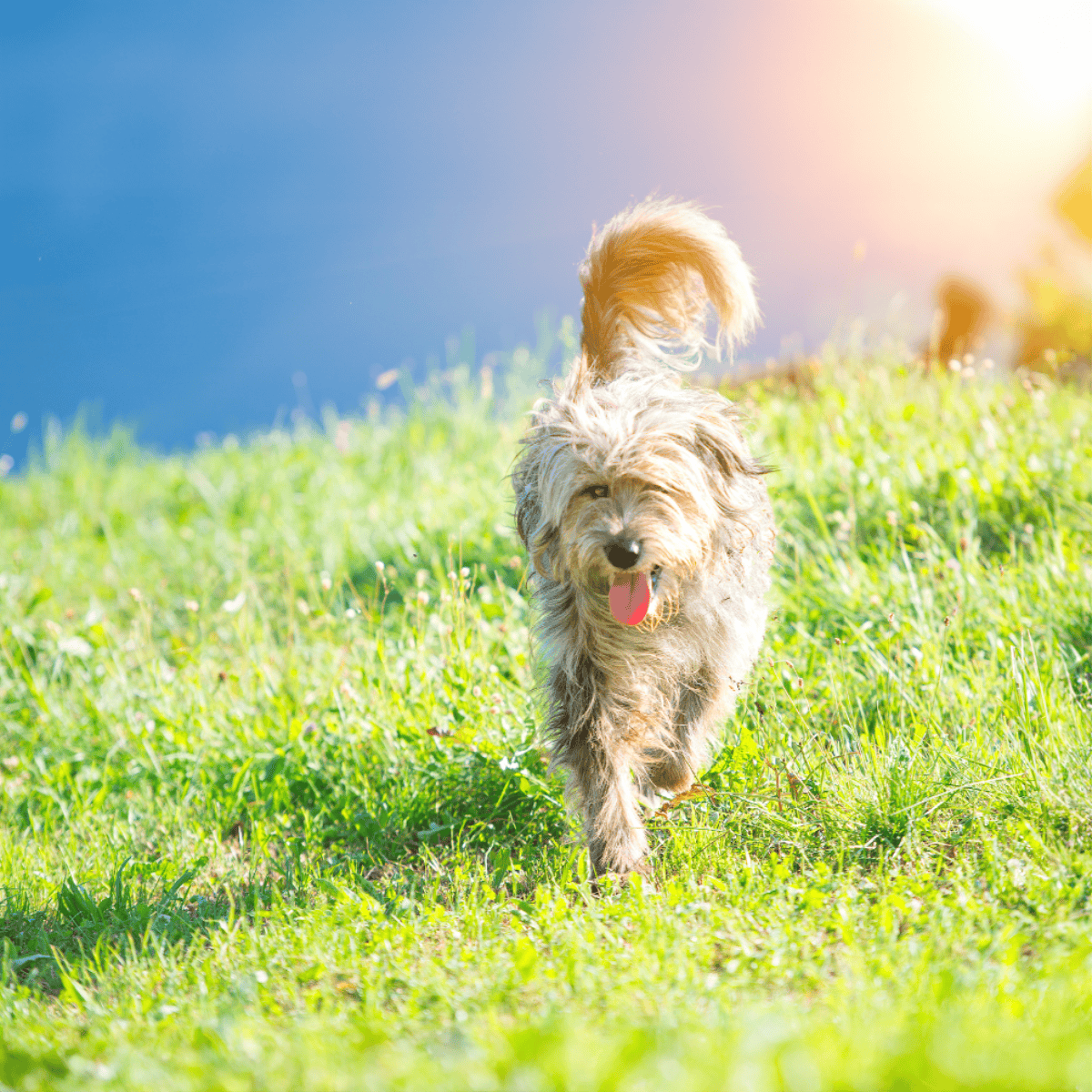 Bergamasco Sheepdog overview