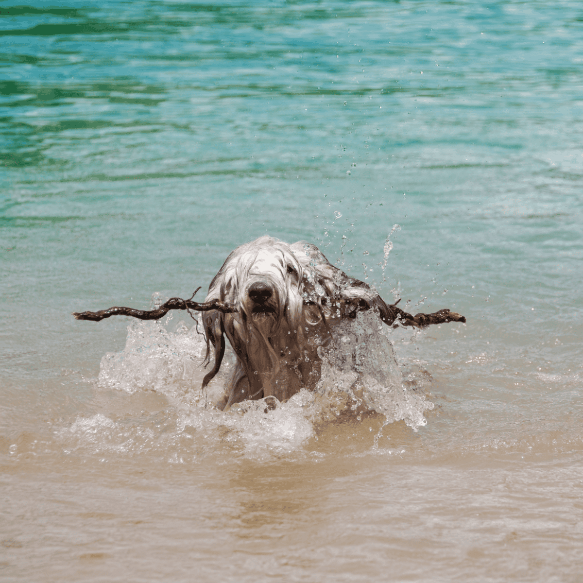 Bergamasco Sheepdog characteristics