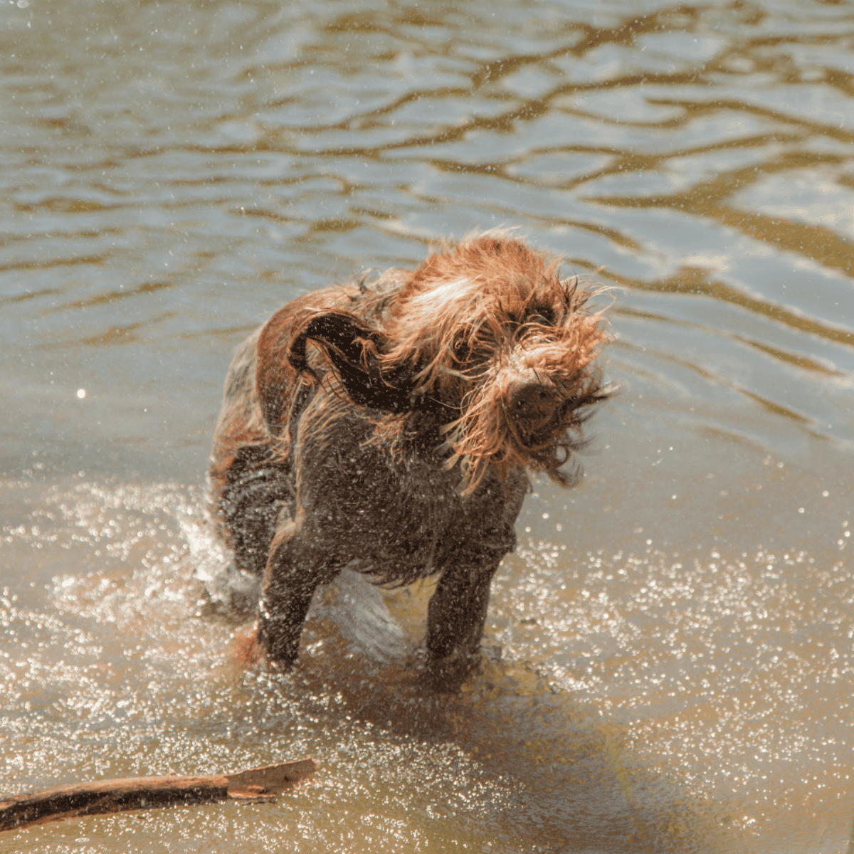 Bergamasco Sheepdog Exercise