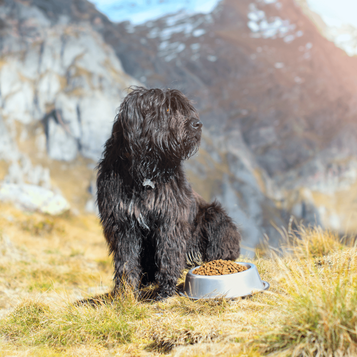 Bergamasco Sheepdog Food & Diet Requirements