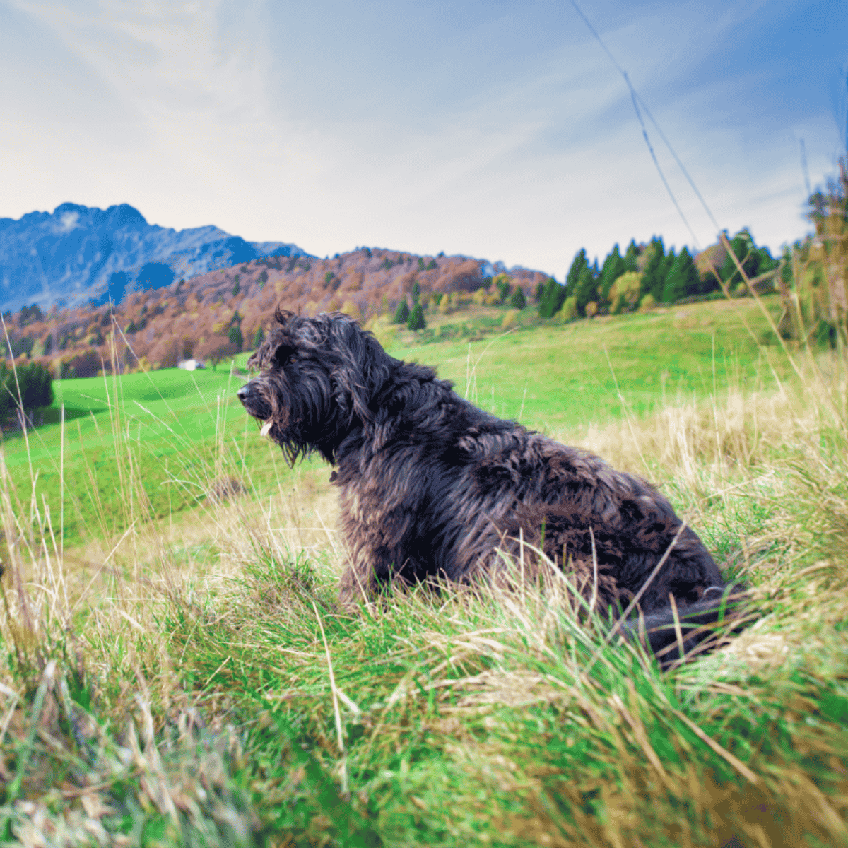 Bergamasco Sheepdog photo 2