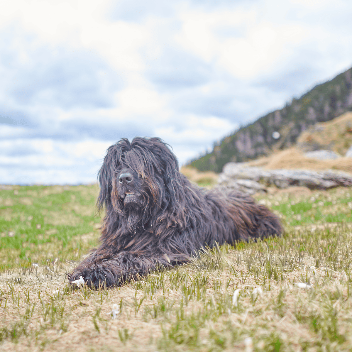 Bergamasco Sheepdog photo 3