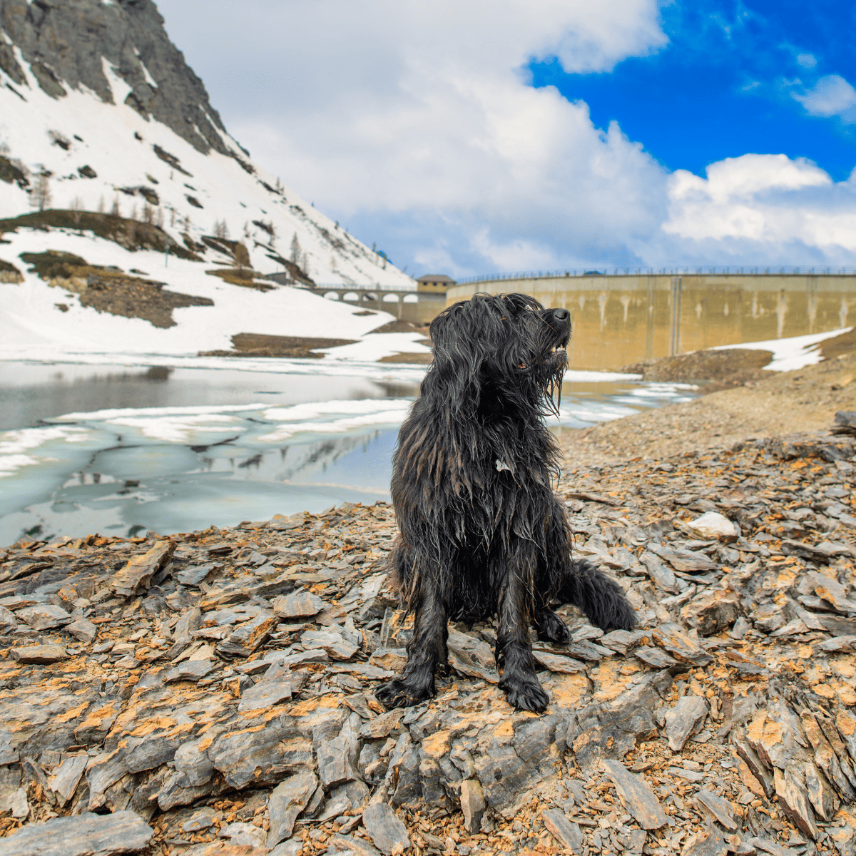 Bergamasco Sheepdog photo 1