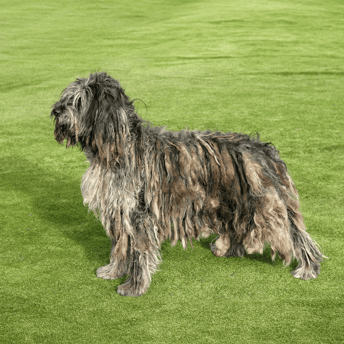 Bergamasco Sheepdog Grooming