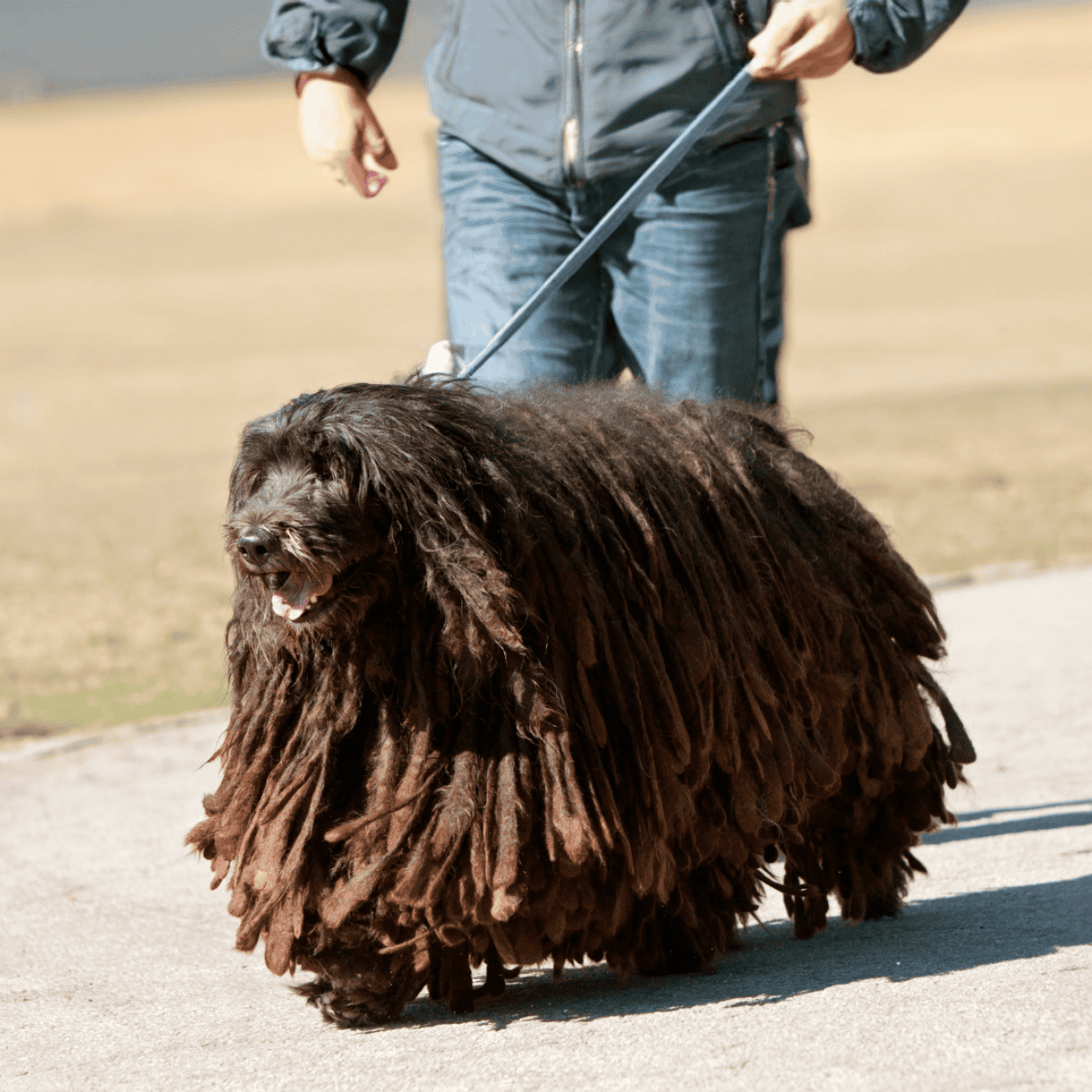 Dog walking service with professional care for your furry friend. Safe and reliable dog walking in your neighborhood.