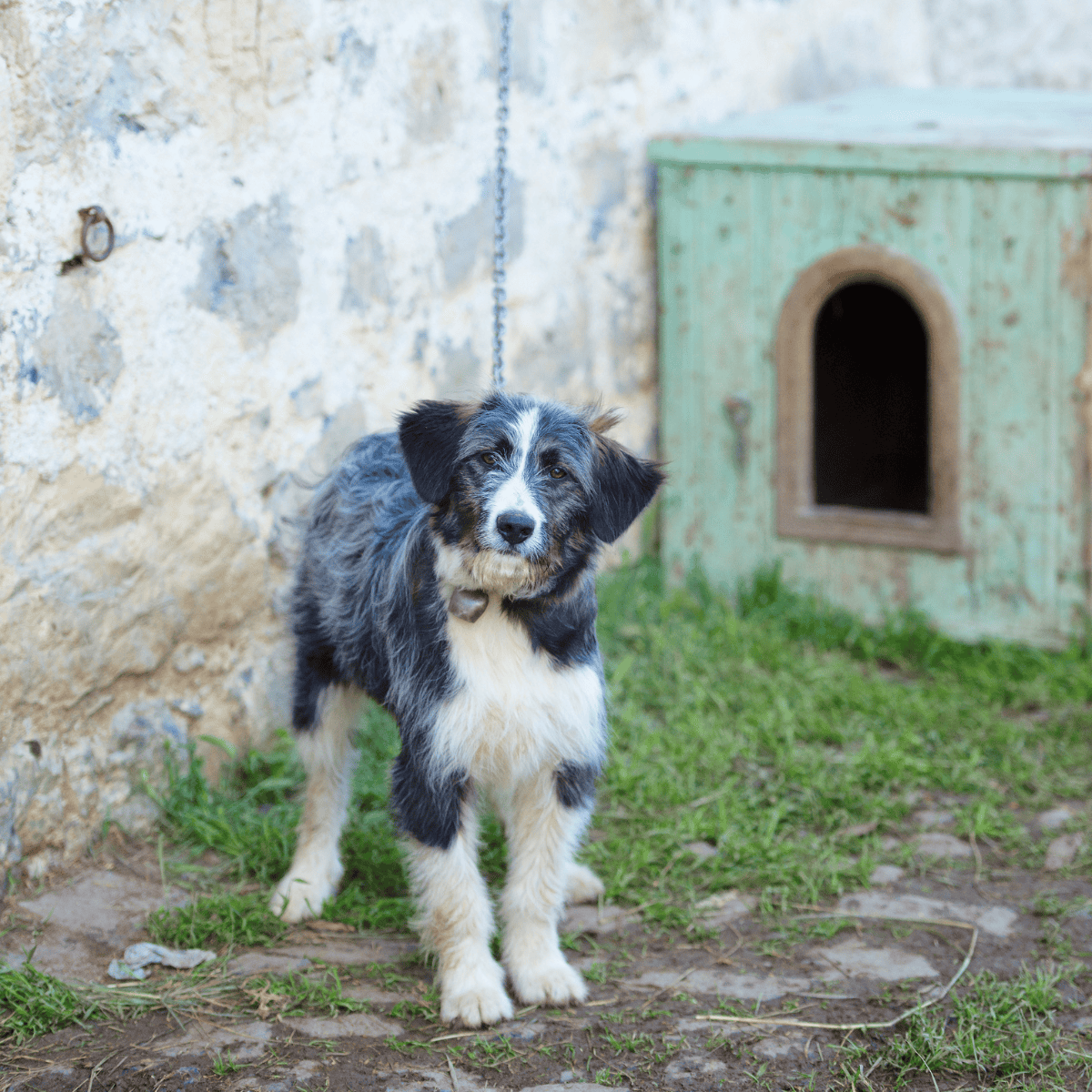 Adorable Australian Shepherd puppy outside a doghouse, showcasing dog rescue and shelter care.