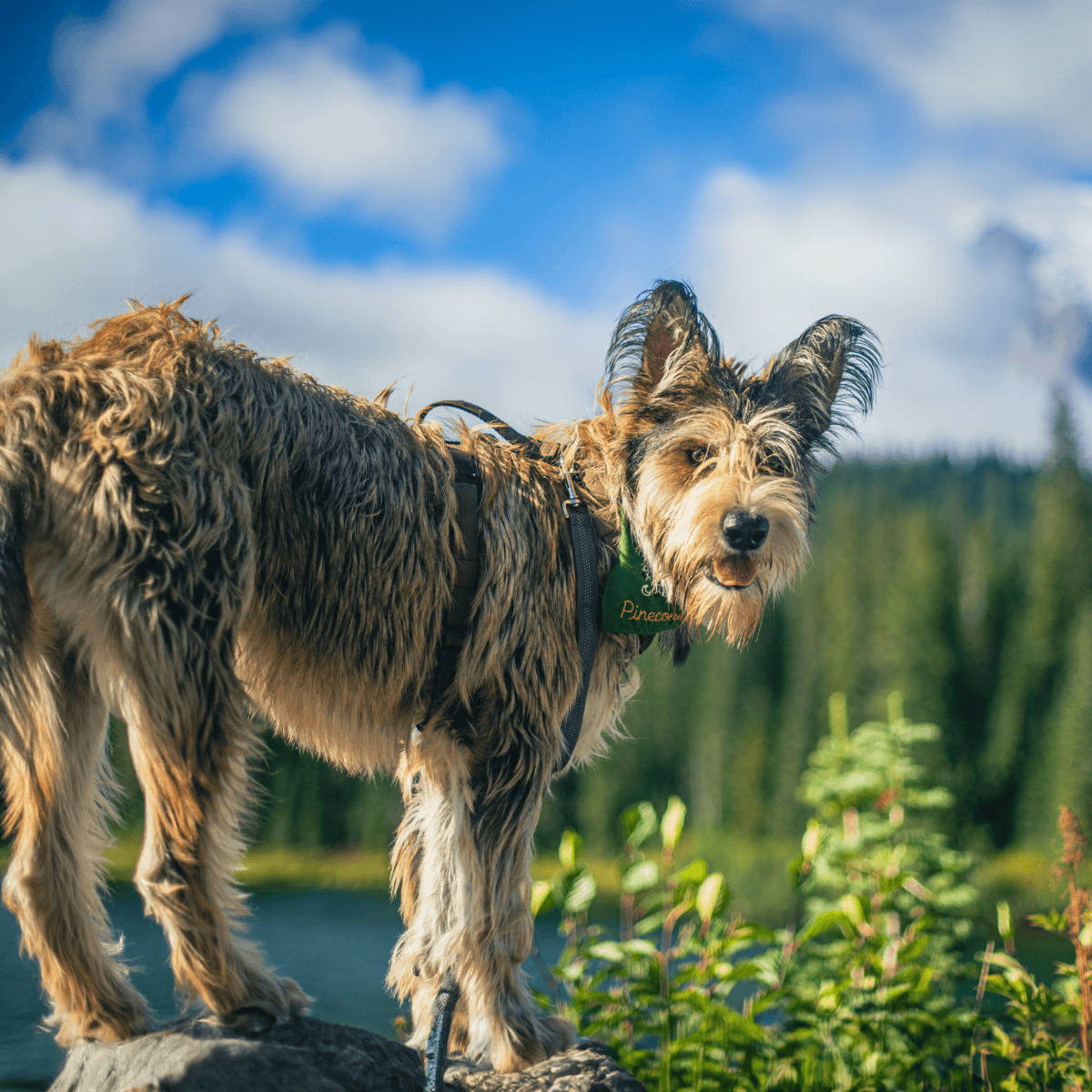 Berger Picard overview