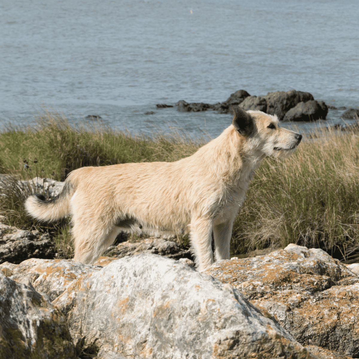 Dog exploring rocky shoreline by water during outdoor walk, enjoying nature and fresh air.