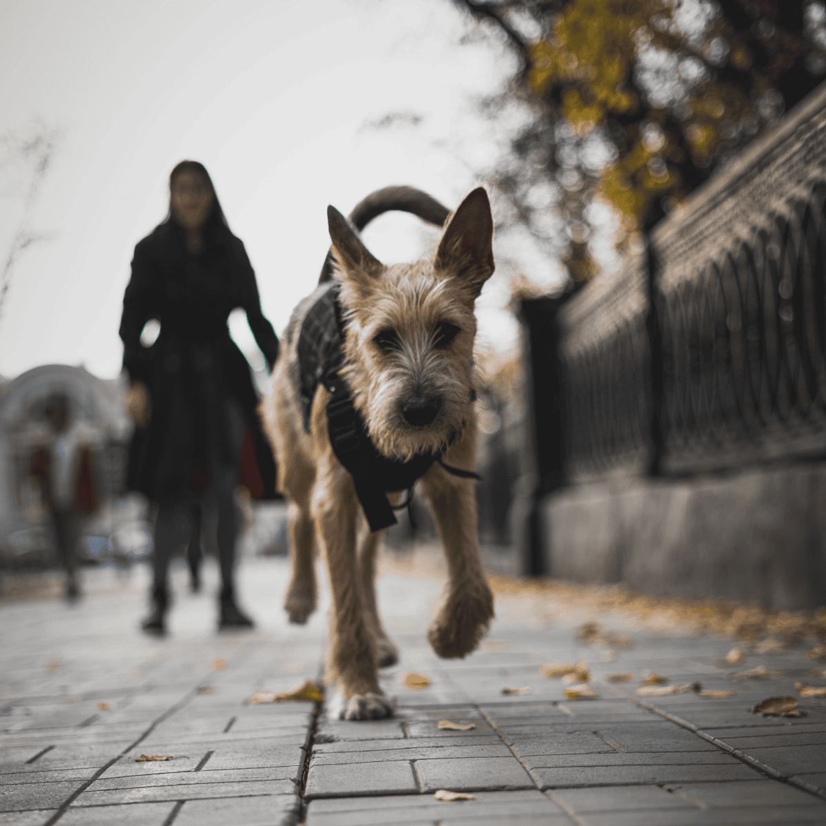 Berger Picard photo 2