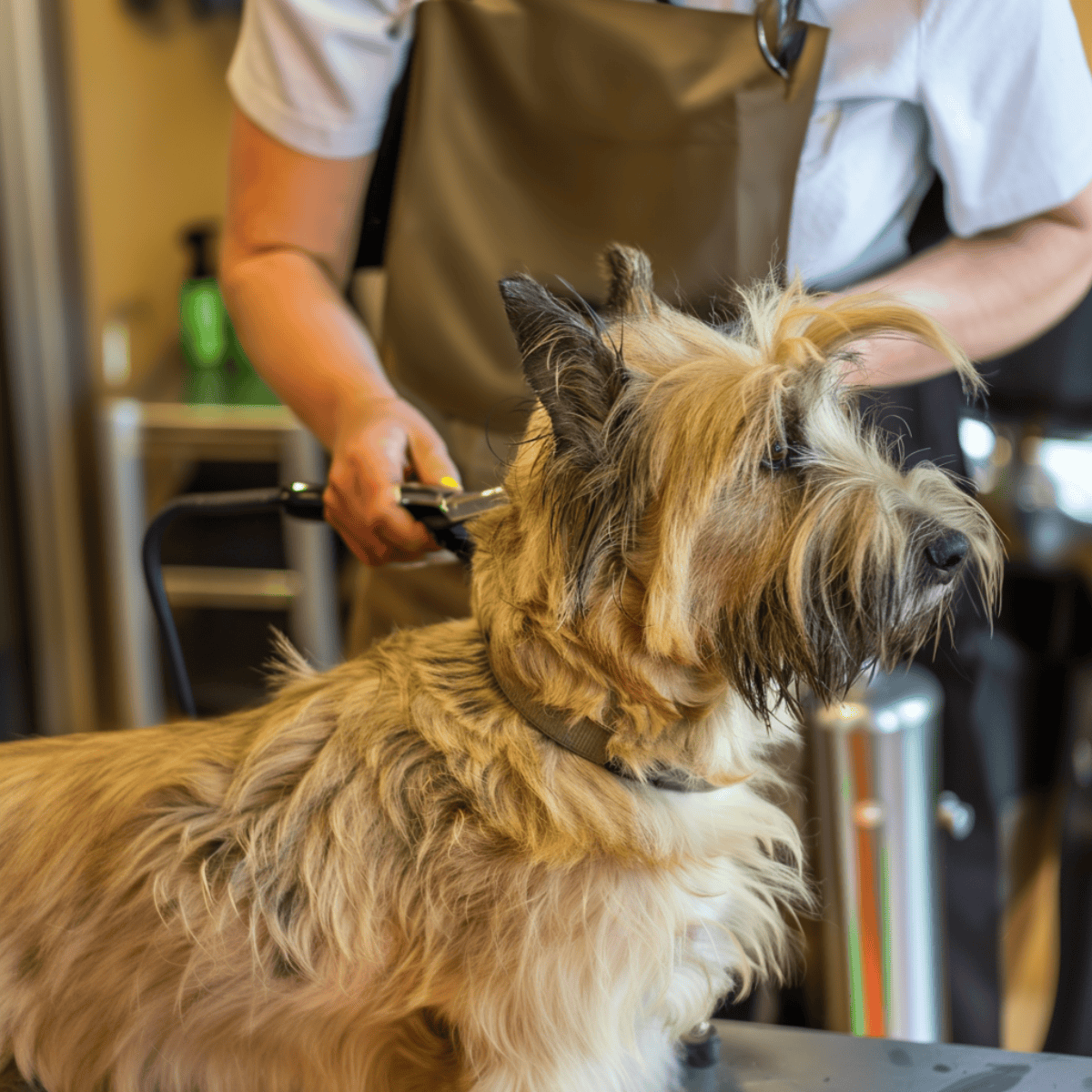 Detailed grooming session for the dog at a pet salon, highlighting professional grooming tools and services.
