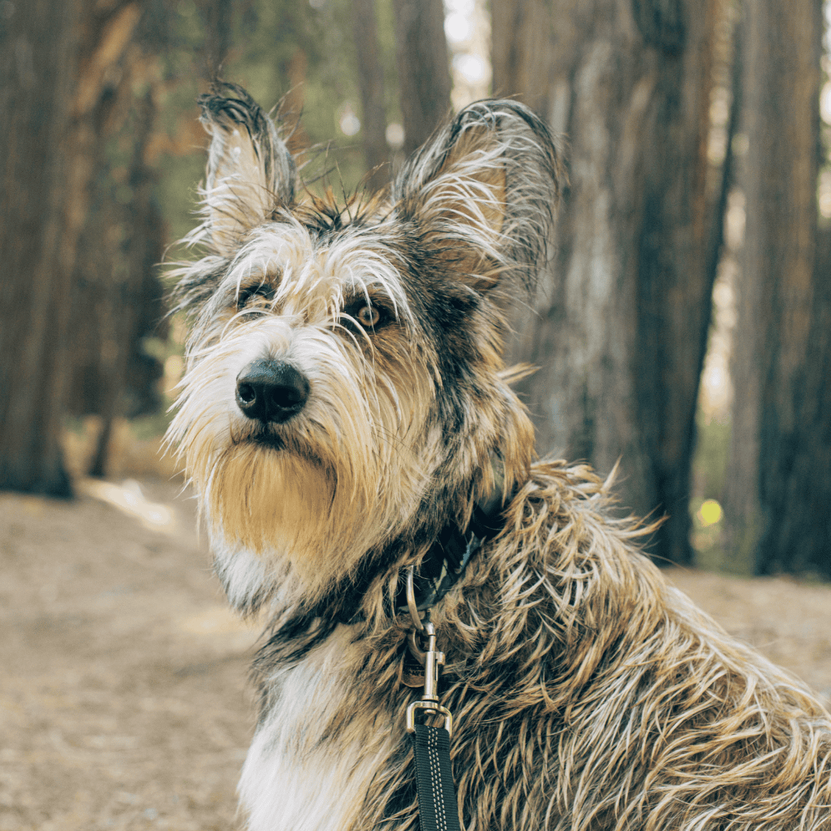 A close-up of a scruffy, adorable dog outdoors, emphasizing the importance of dog care and grooming. Perfect for pet health and rescue awareness.
