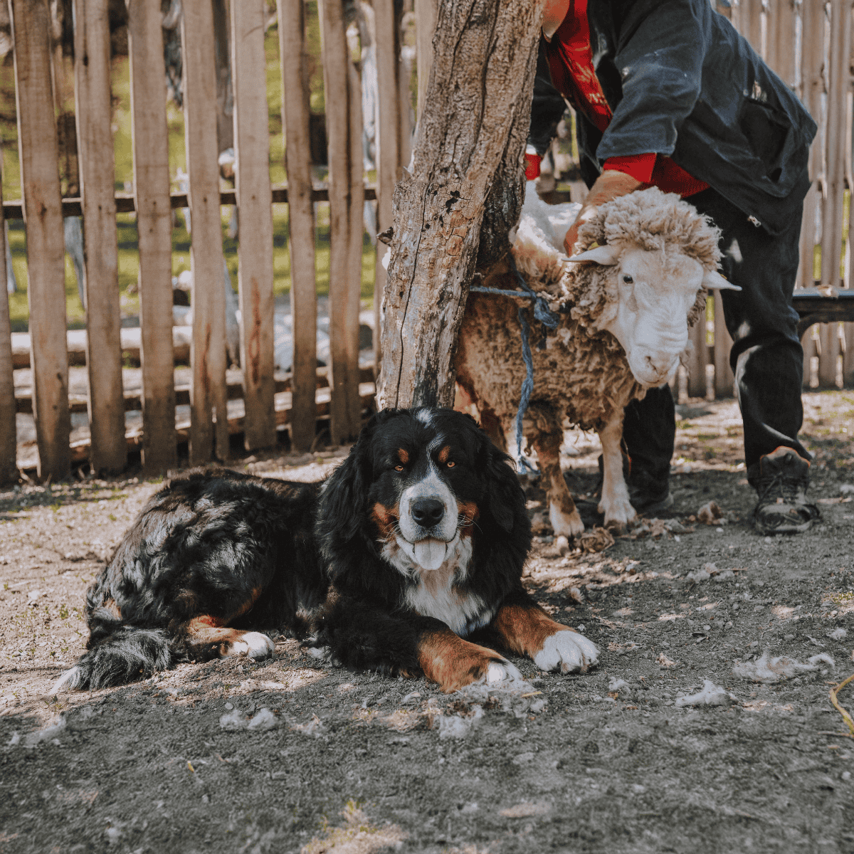 Friendly dog and sheep bonding outdoors.