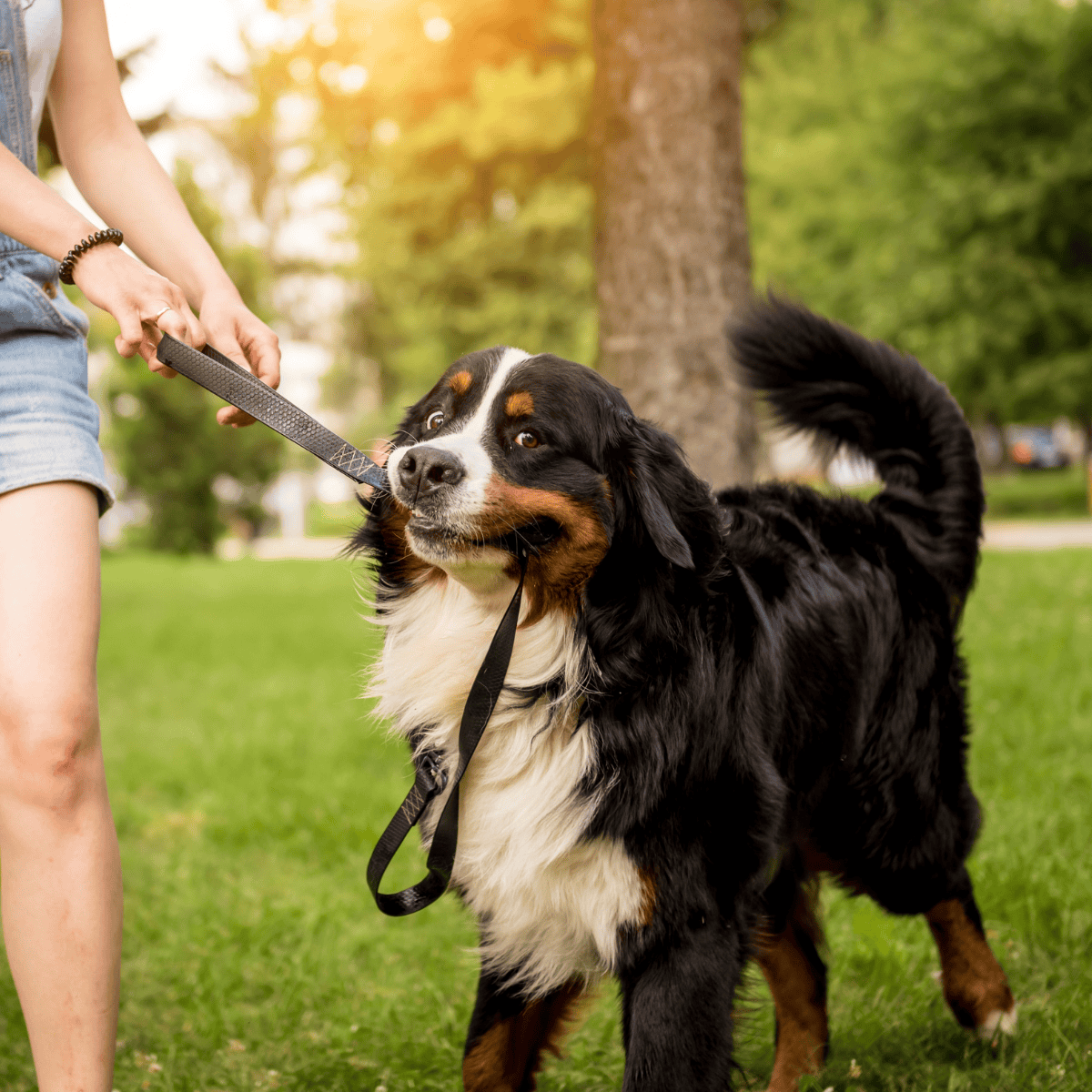 Bernese Mountain Dog characteristics