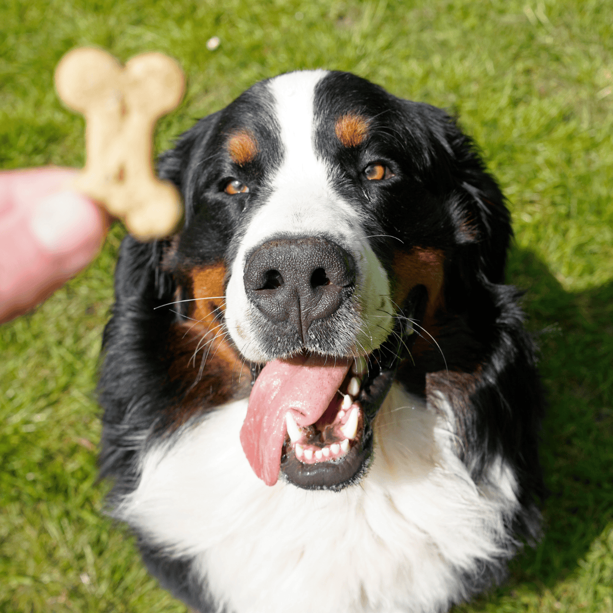 Dog laying on grass excited for treats, close-up of dog with tongue out, holding a bone-shaped treat.