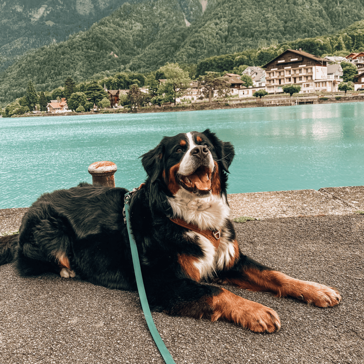 Bernese Mountain Dog photo 1