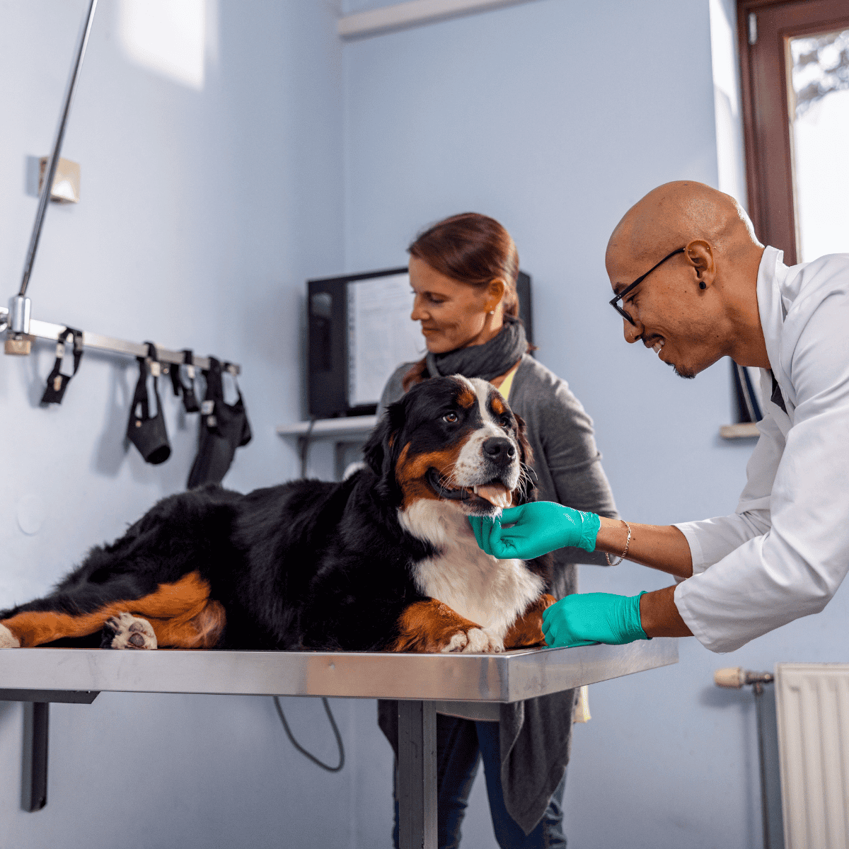 Bernese Mountain Dog health