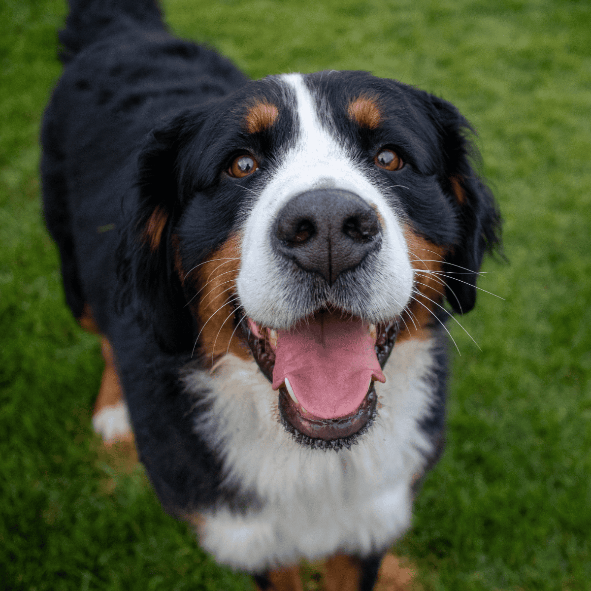 Adorable Bernese Mountain Dog enjoying time outside on green grass.