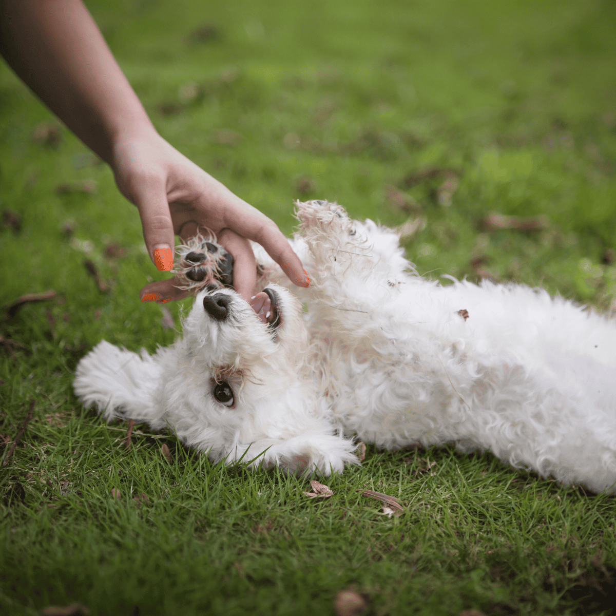 Bichon Frise characteristics