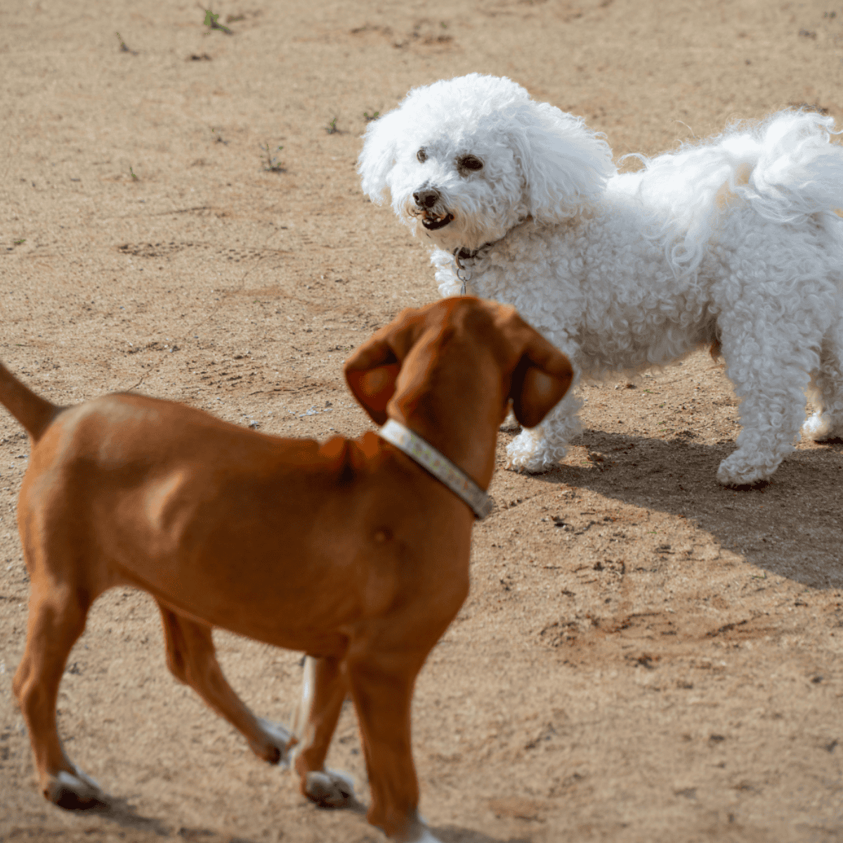 Friendly dogs greeting each other at the park.