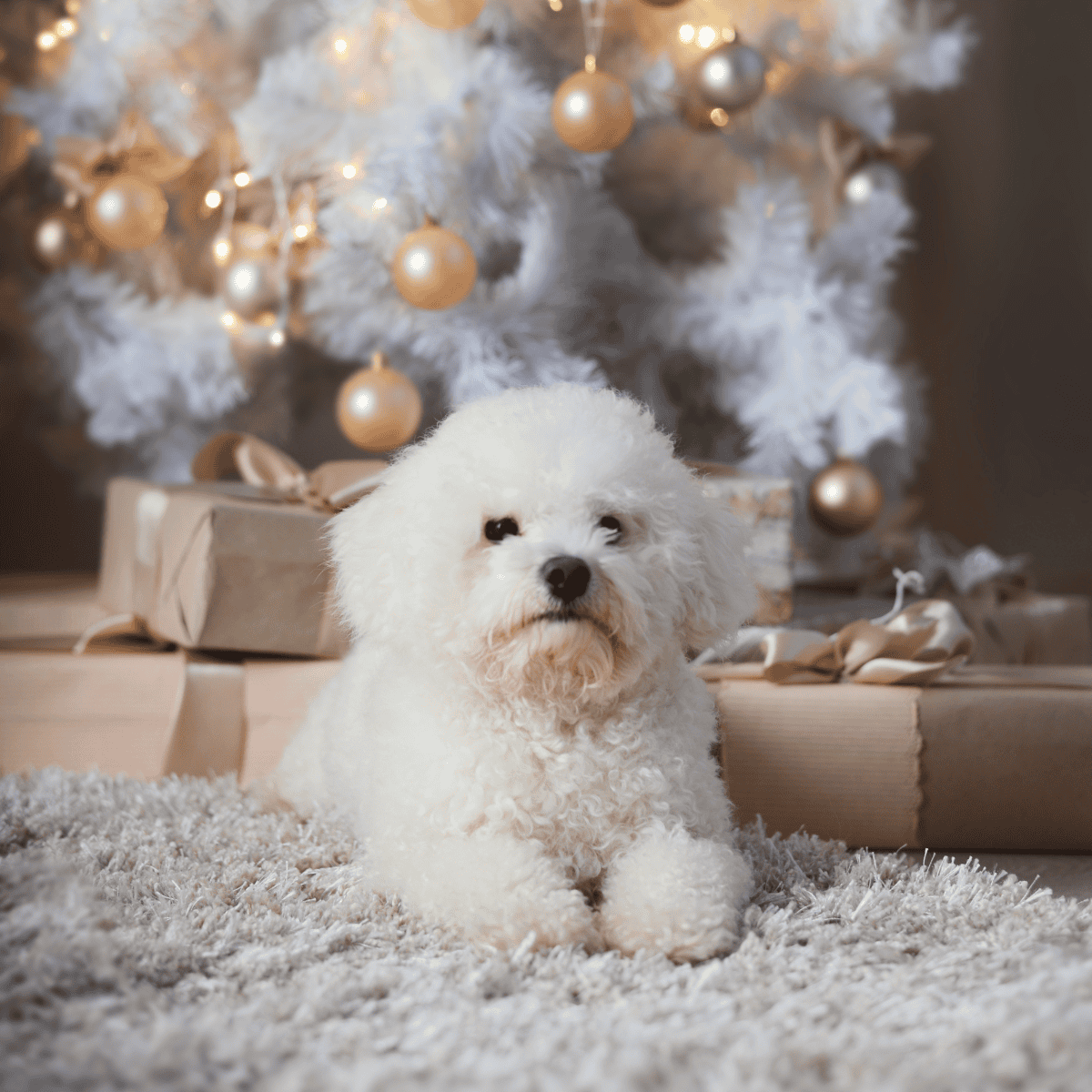 Bichon Frise photo 3