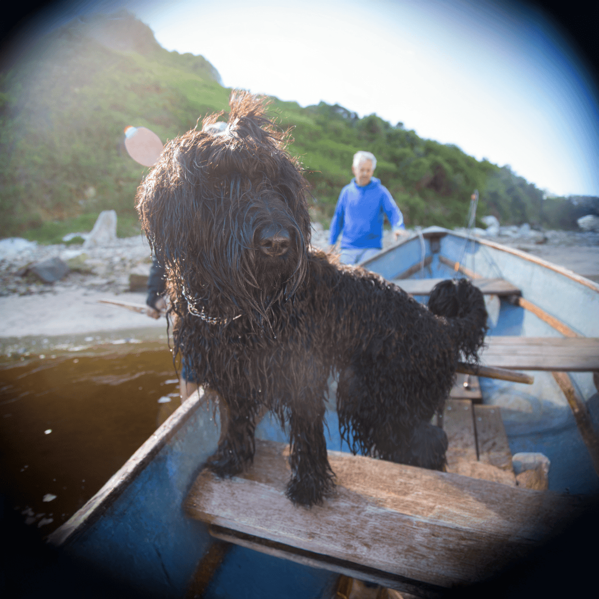 Black Russian Terrier characteristics