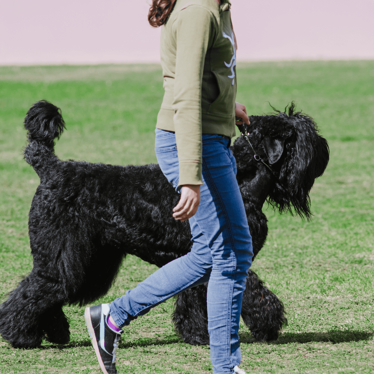 Person walking her large black poodle outdoors on green grass.