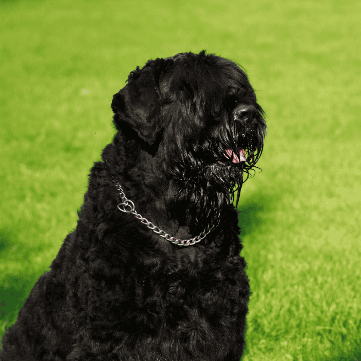 Black Russian Terrier photo 2