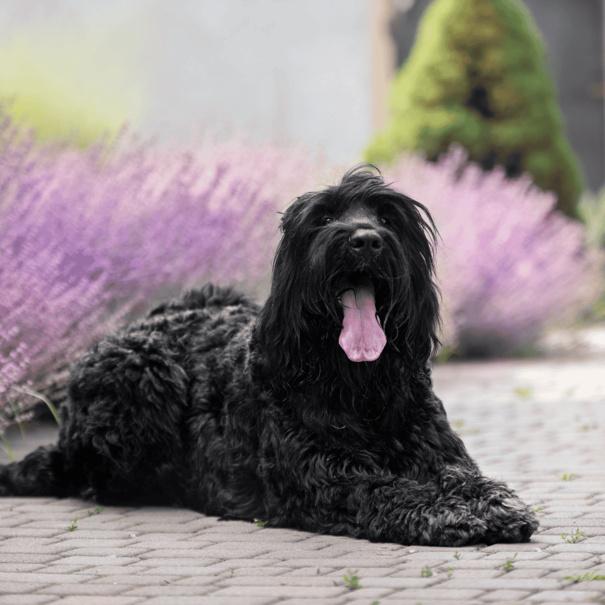 Black curly-haired dog resting on paved path with pink flowers and green shrubbery background.