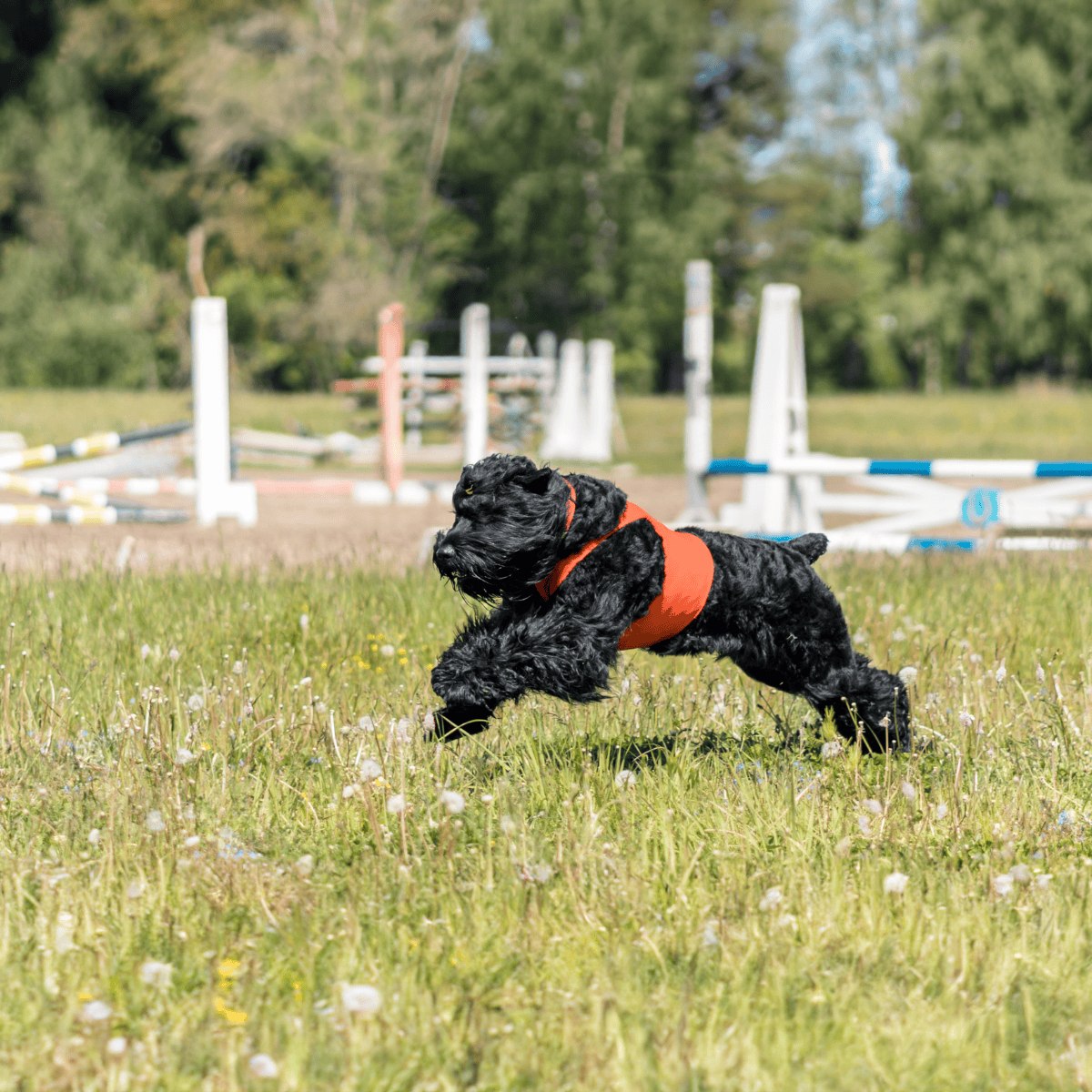 Black Russian Terrier Training