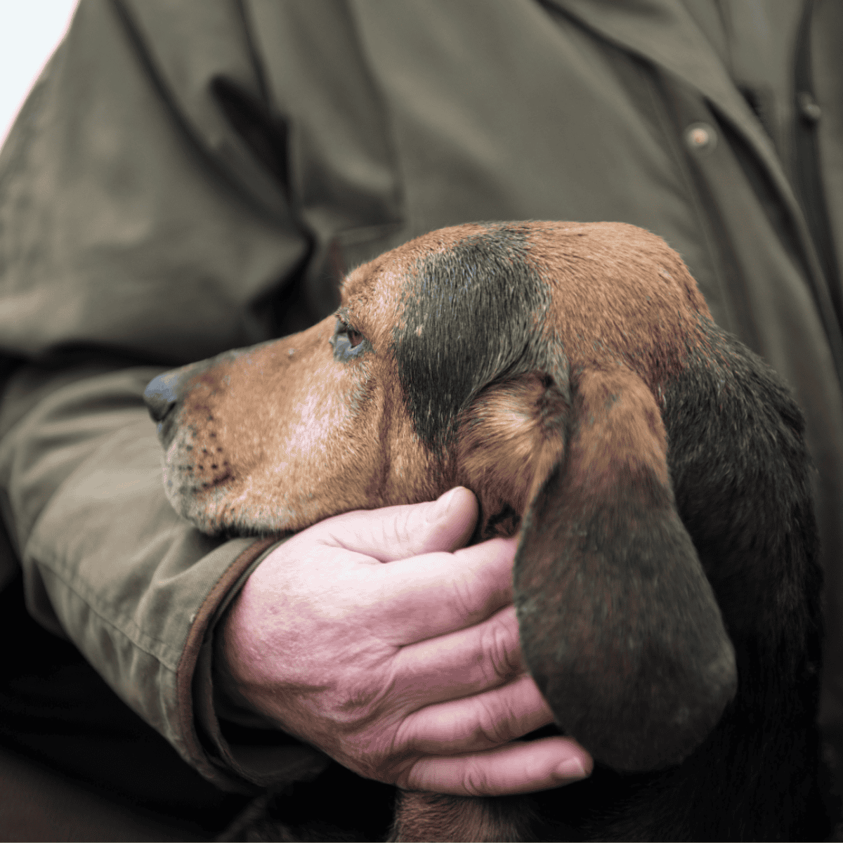 Bloodhound Are These Dogs Good For Families