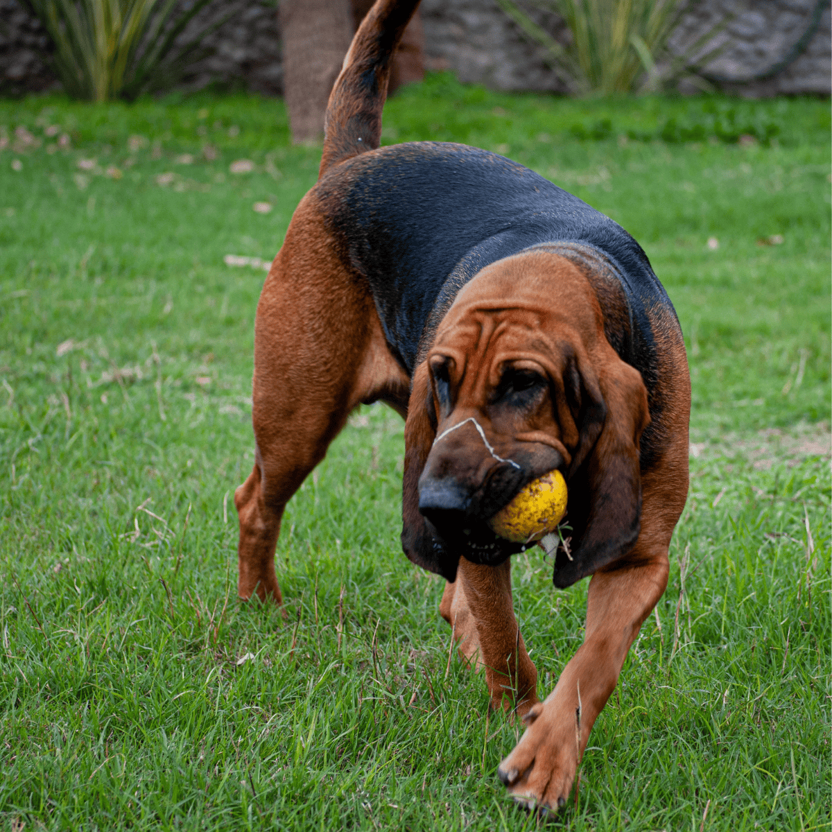 Bloodhound characteristics