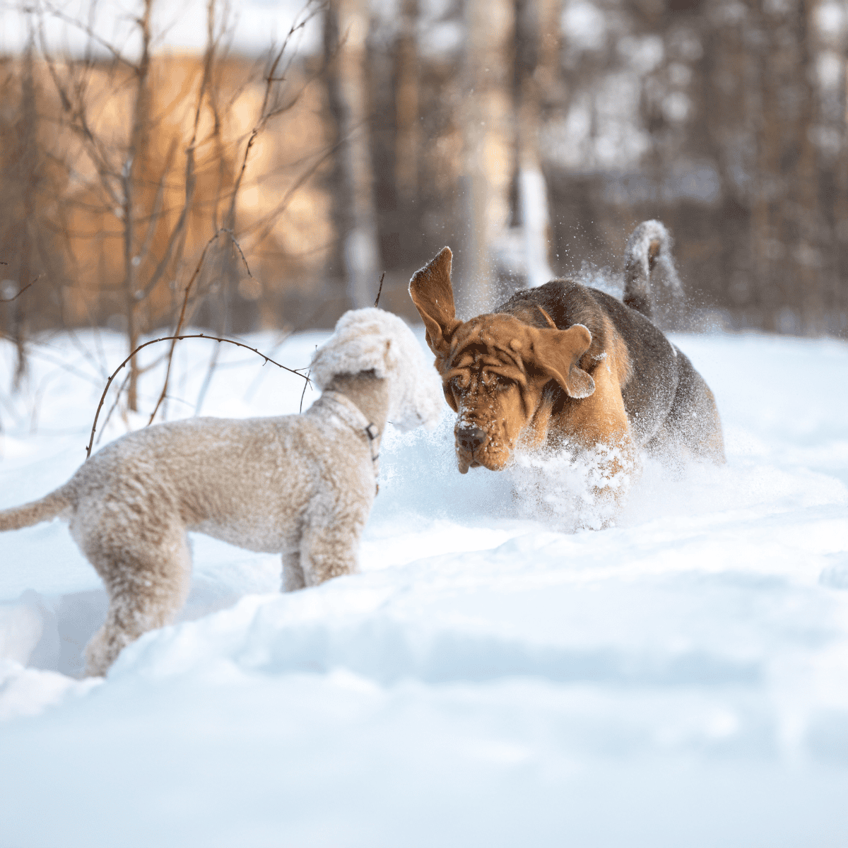 Dogs playing in fresh snow during winter.