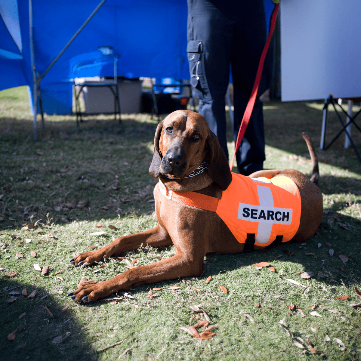 Bloodhound Training