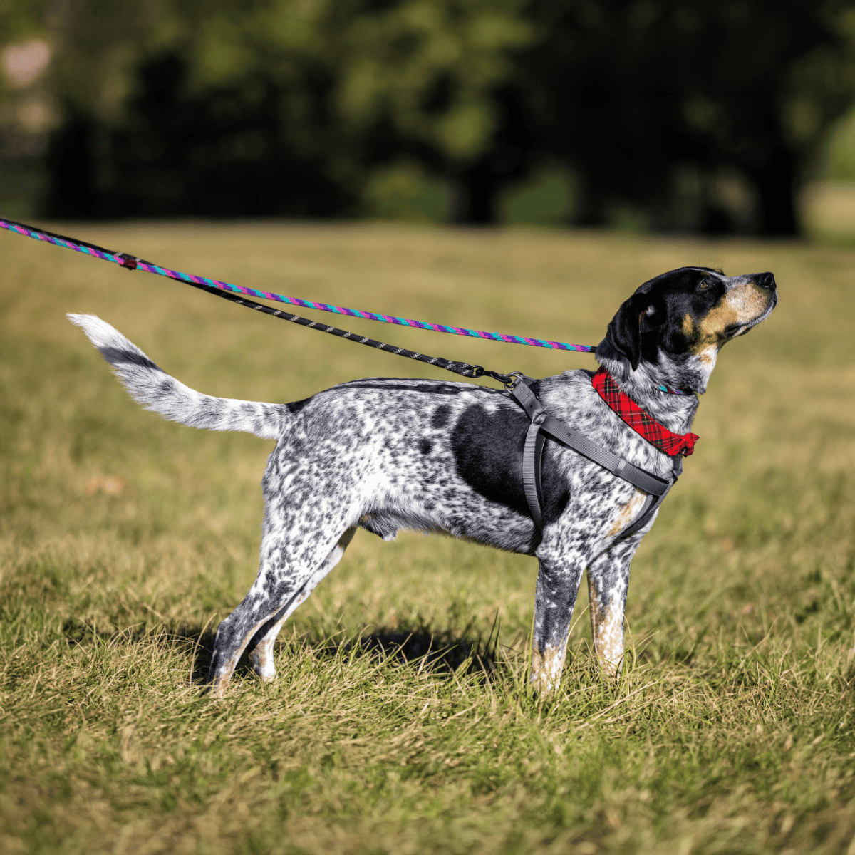 Bluetick Coonhound characteristics