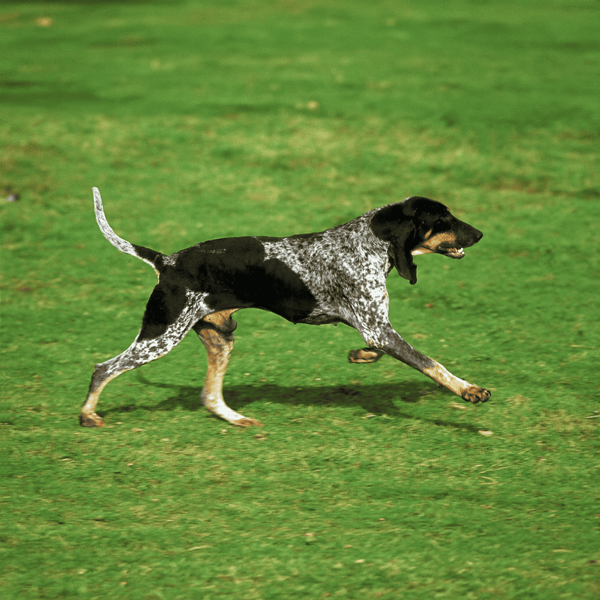 Energetic dog running outdoors on lush grass, showcasing active and healthy lifestyle.