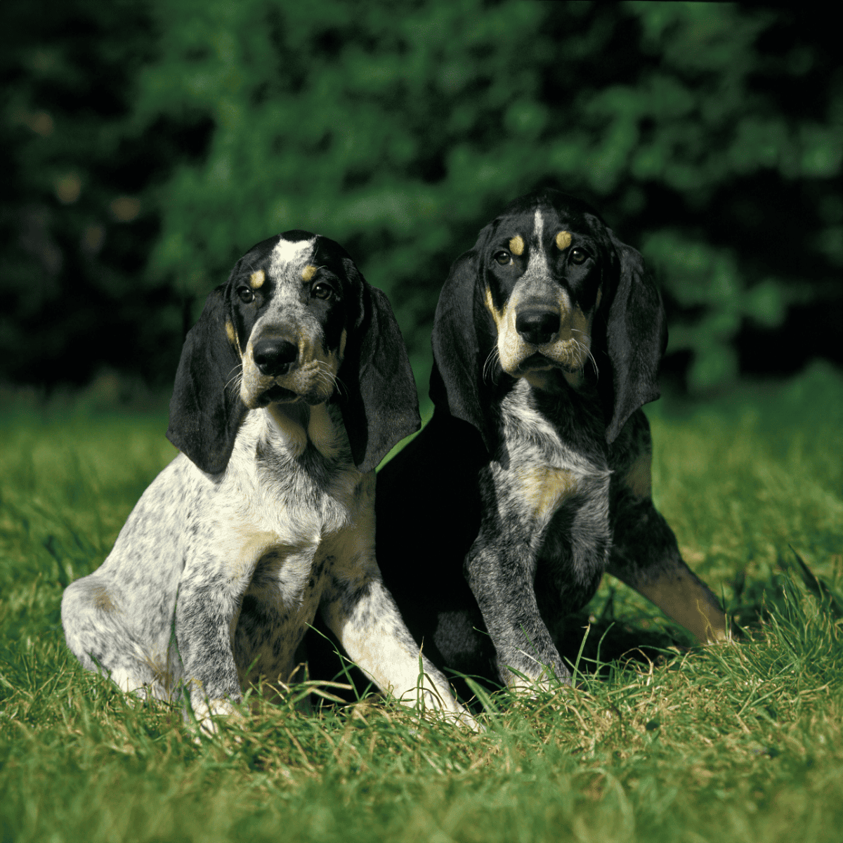 Adorable English Setter puppies sitting on grass with lush greenery background, perfect for dog lovers and pet grooming.