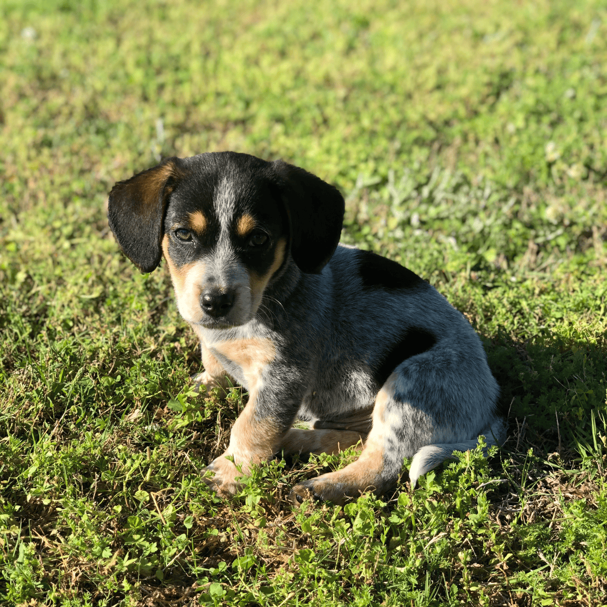 Adorable young puppy sitting on a lush green lawn, perfect for pet care and puppy training guides.