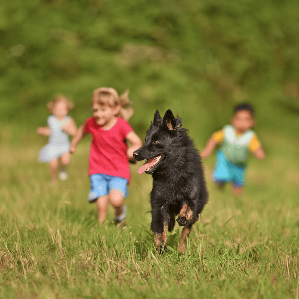Bohemian Shepherd Are These Dogs Good For Families