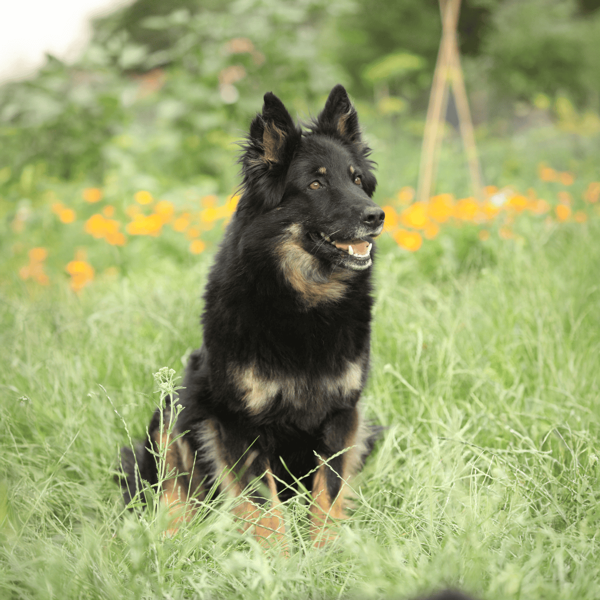 Bohemian Shepherd overview