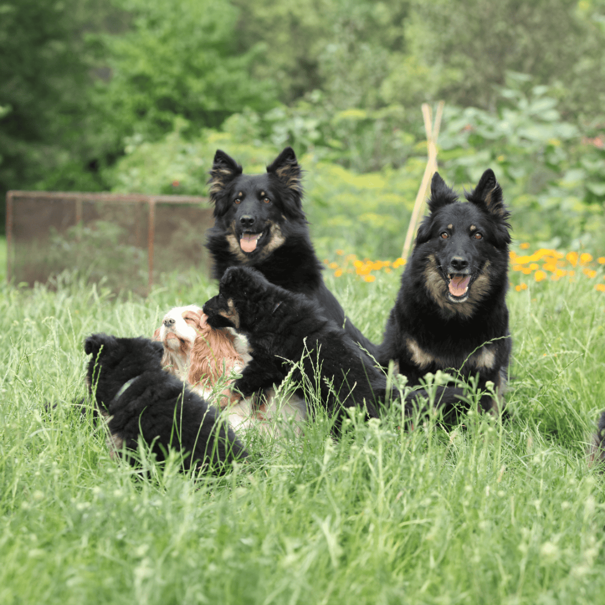 Bohemian Shepherd Does This Breed Get Along With Other Pets