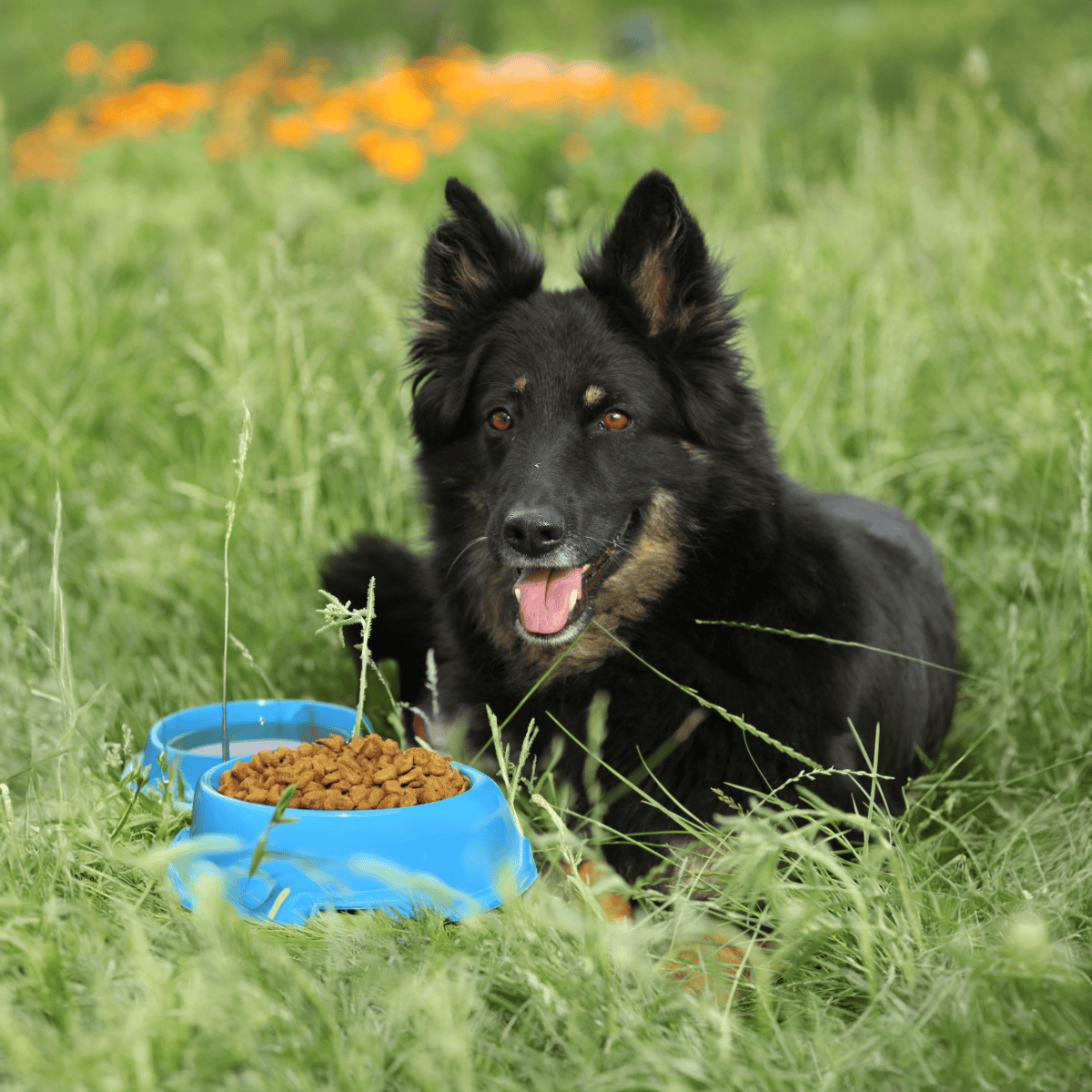 Bohemian Shepherd Food & Diet Requirements