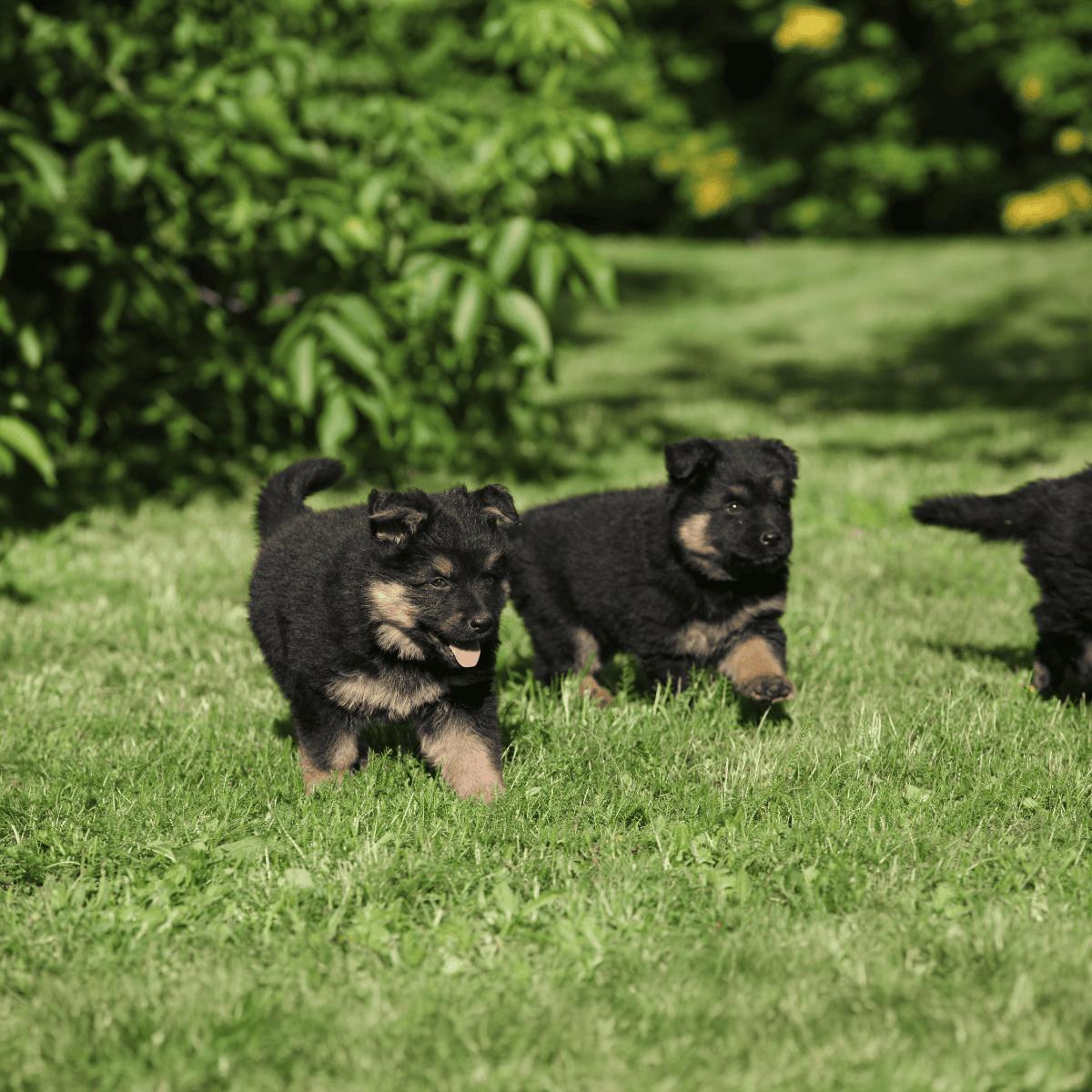 Adorable German Shepherd puppies enjoying playtime in a lush outdoor setting.