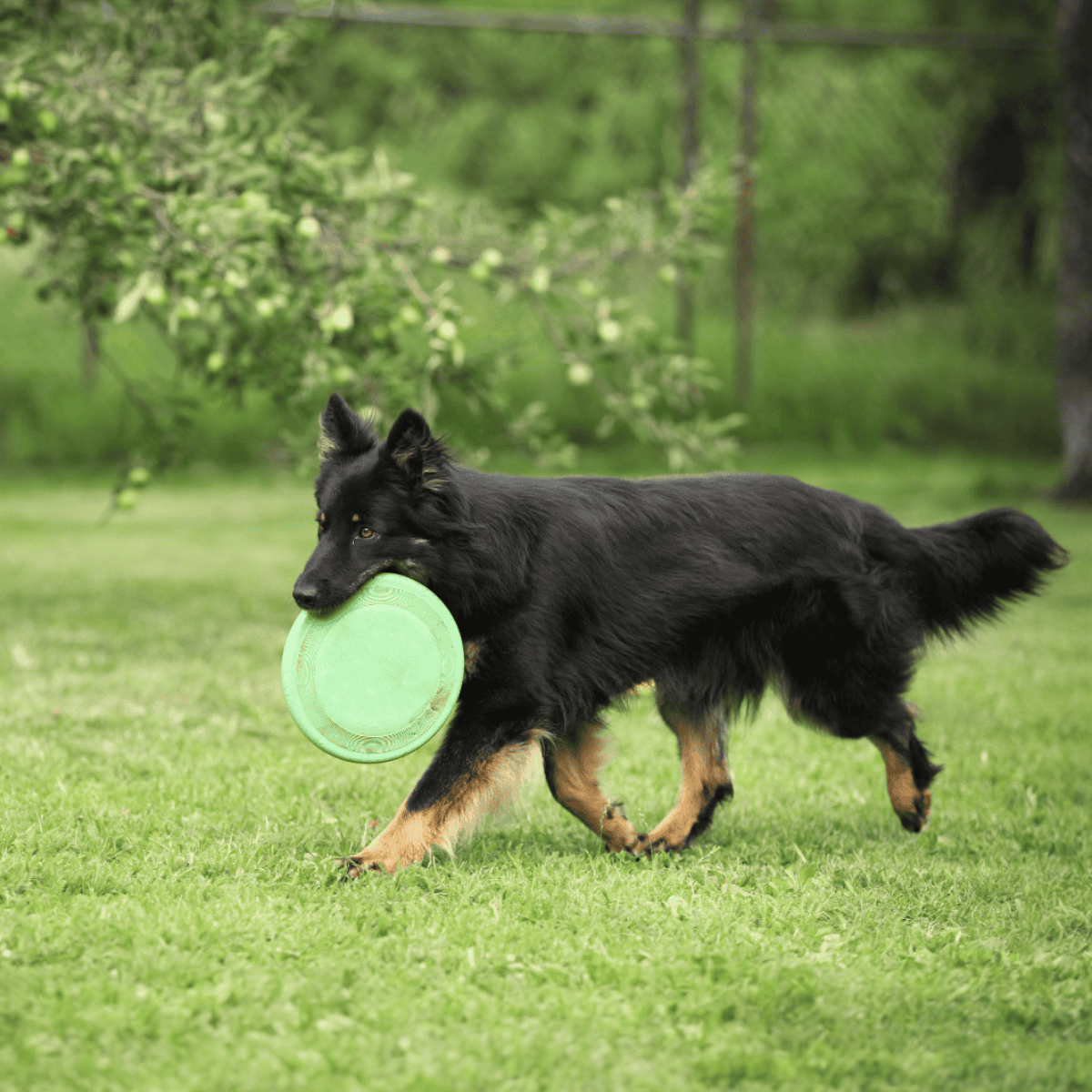 Dog with black fur playing fetch with a bright green frisbee outdoors.