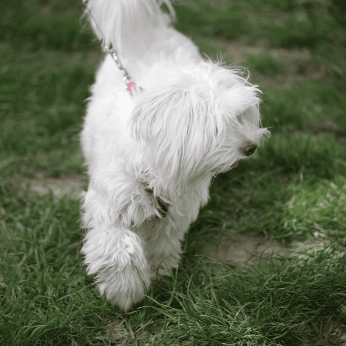 Bolognese characteristics