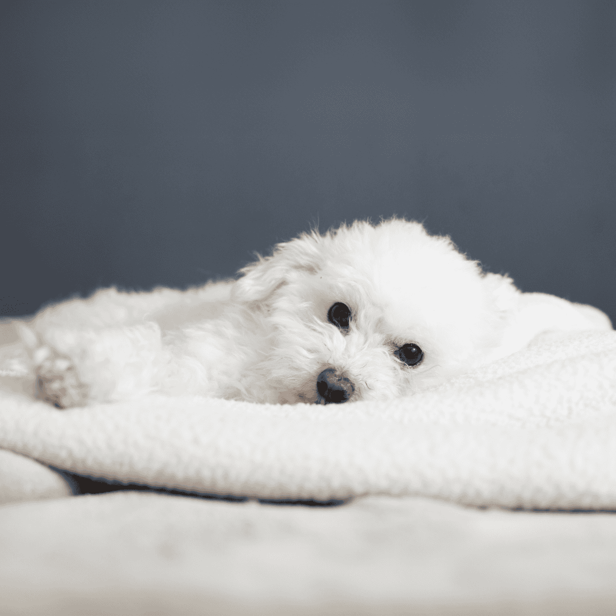 Adorable white puppy lying on soft white blanket with dark background.