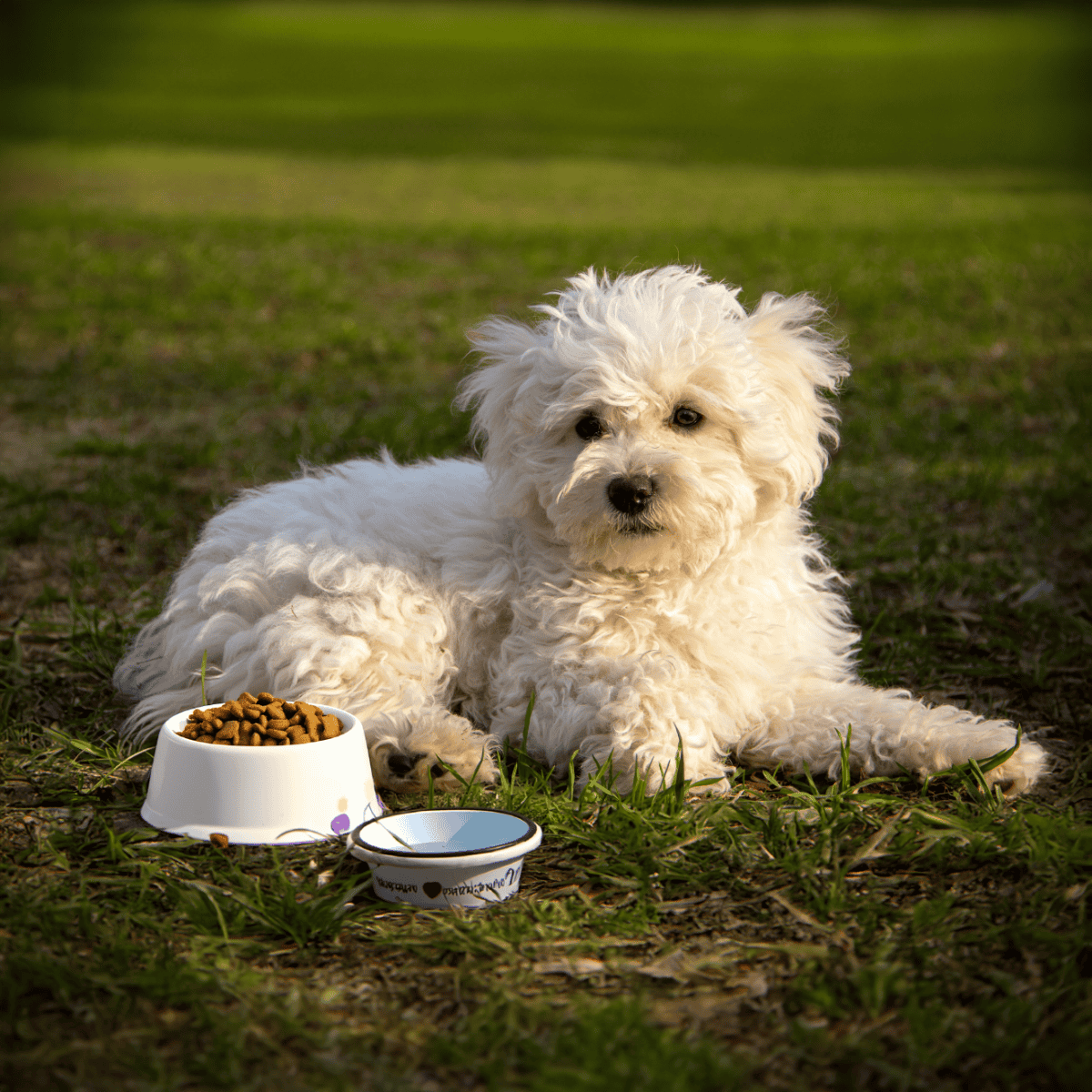 Adorable white puppy lying on grass next to food bowls with kibble.