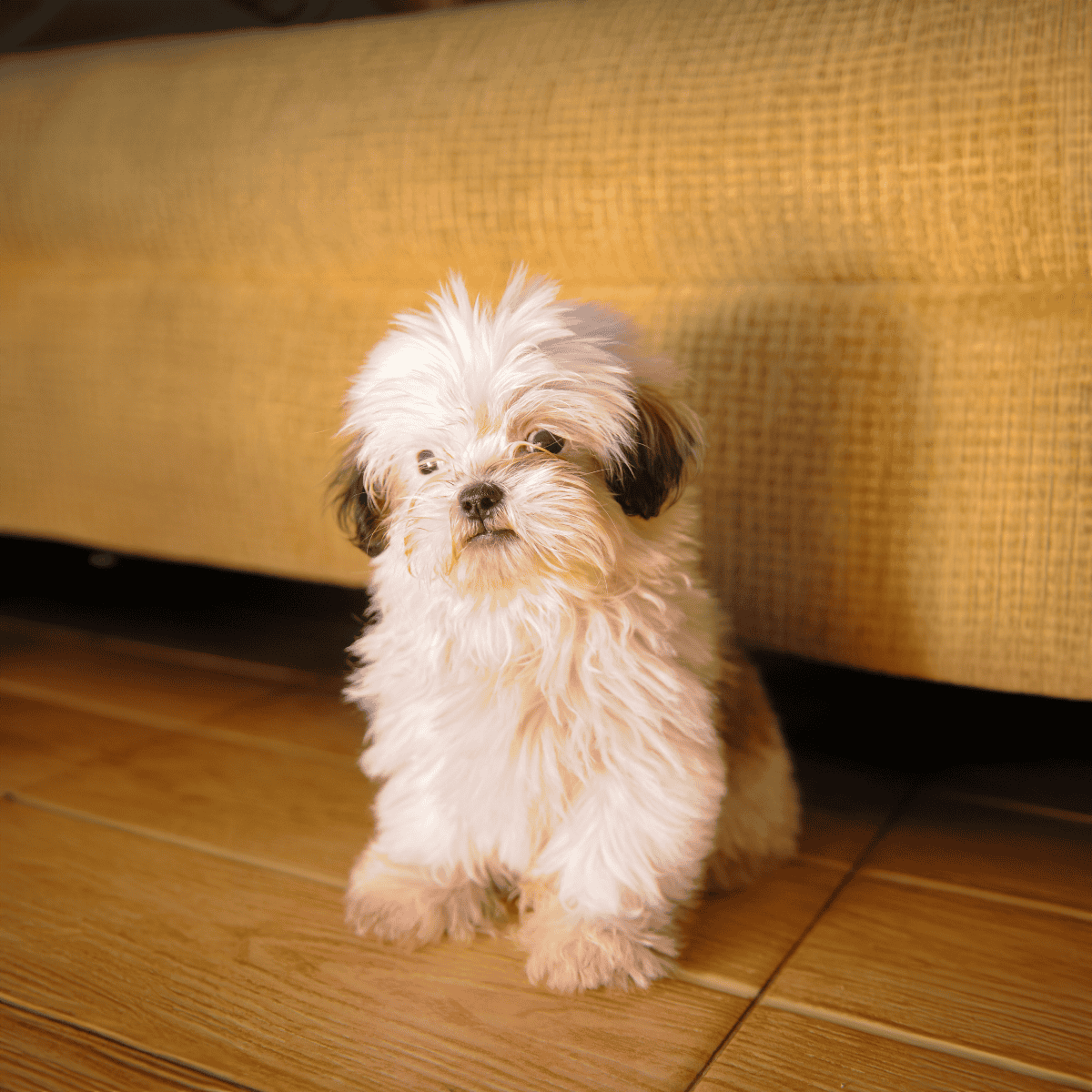 Adorable fluffy puppy under a sofa, perfect for dog lovers and pet care insights.
